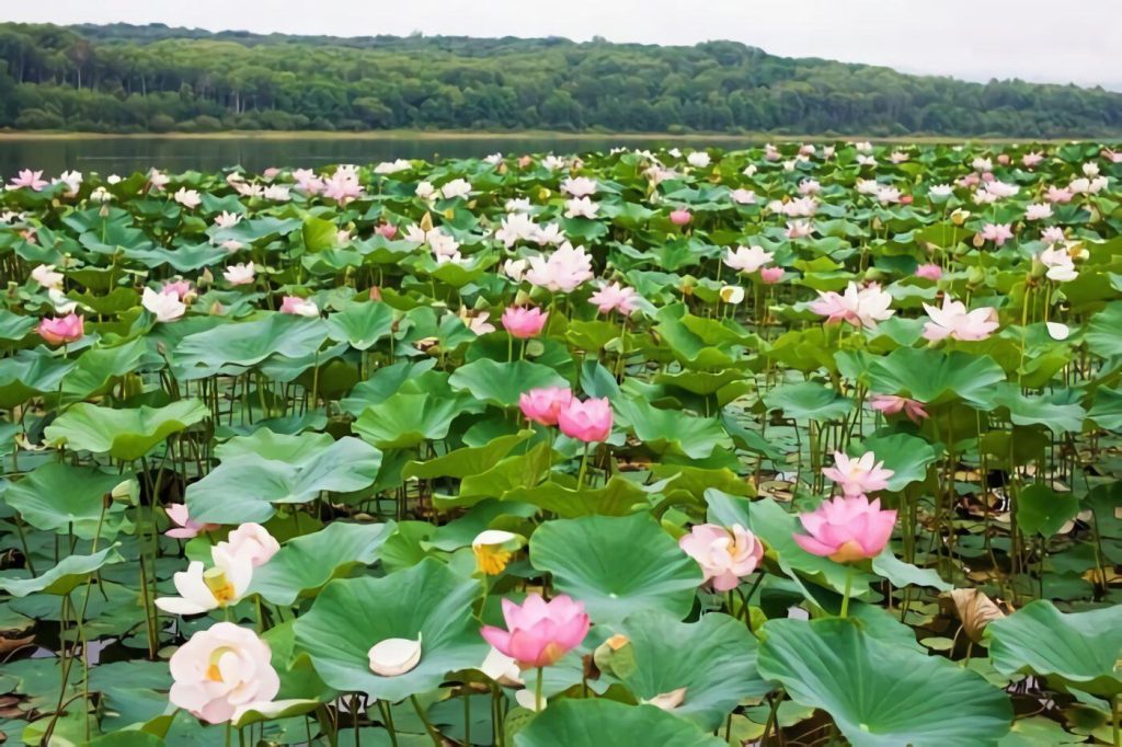 Rana Tonjong Lake ASITA NTT